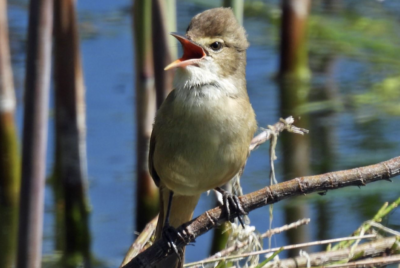 4 Nov bird survey